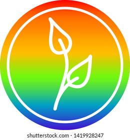 natural leaf circular icon with rainbow gradient finish