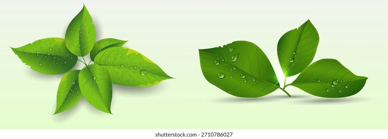 Natural leaf composition with dew drops, eco freshness concept	