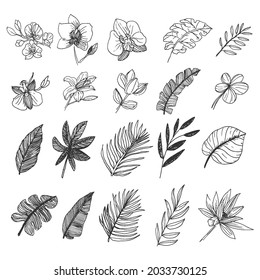 Arte de la línea de recolección forestal silvestre de hojas naturales y flores