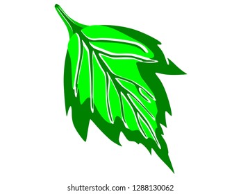 Natural leaf icon with two shades of green in vector