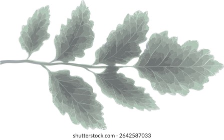 Natural leaf vector, transparent background, leaf shade, isolate illustrations, green plant design, eco friendly graphics, botanical artwork, nature inspired images, nature illustrations