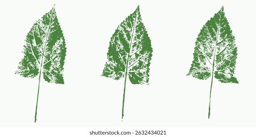 Natural leaves imprint, Grunge style, Vector, Isolated, Decorative elements for design