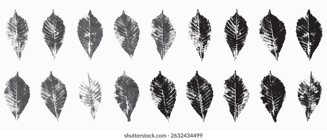 Natural leaves imprint, Grunge style, Vector, Isolated, Decorative elements for design