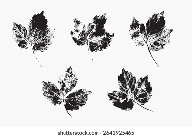 Natural leaves imprint, grunge style, vector, isolated, decorative elements for design