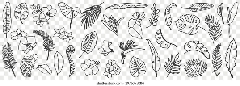 Natural leaves pattern doodle set