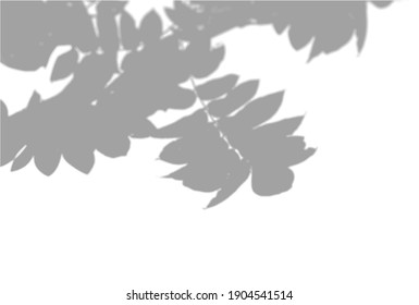 Natürliches Licht wirft Schatten aus einem Rowan Ast auf weißem, isoliertem Hintergrund. Der Effekt von Schatten. Transparentes weiches Licht und Schatten aus den Ästen.