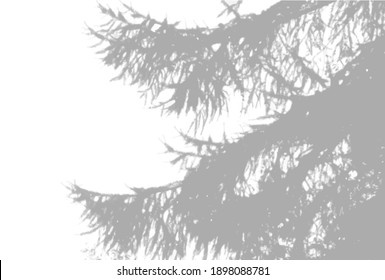 Natural light casts shadows from a spruce paw against on a white isolated background. The effect of shadows. Vector
