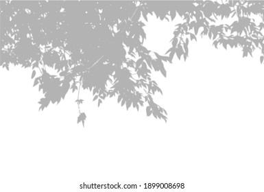 Natural light casts shadows from an willow branch on a white isolated background. Shadow overlay effect. Vector