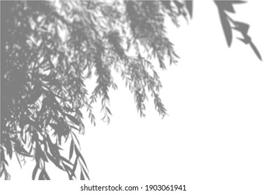 Natural light casts shadows from an willow branch a white isolated background. Shadow overlay effect. Vector