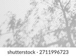Natural light shadow overlay with tree foliage and crown on transparent background. Soft silhouette with leaves texture and blurred sunlight effect