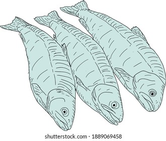 Natural marine fish sketch on white background.