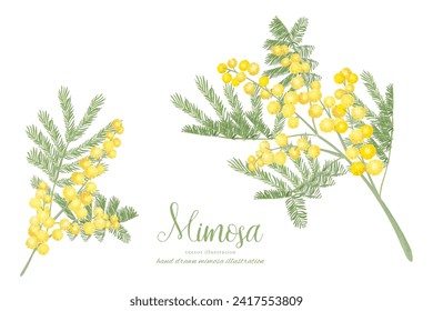 Natural material of mimosa branches, leaves and flowers with watercolor touch