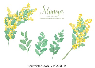 Natural material of mimosa branches, leaves and flowers with watercolor touch