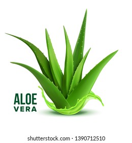 Vector Aloe Vera de la Planta de Medicina Natural. Planta De Vitamina Medicinal Realista Con Jugo De Espoleta Fresca. Componente De La Cosmetología Y La Loción Farmacéutica O Crema Para La Ilustración Realista De La Cura De La Piel