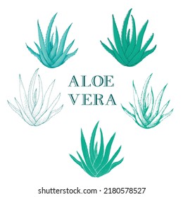 Natural Medicine Foliage Plant Aloe Vera Vector. Medicinal Plant, 
Component Of Cosmetology And Pharmacy Lotion Or Cream For Skin Cure Hand Draw set Illustration