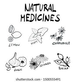 Natural medicines herbs hand drawn vector illustration set for flue season, sore throat and fever. Lemon, mint, chamomile, garlic, echinacea, rosehip. Isolated on white background. 