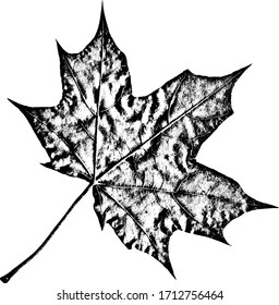 Natural monochrome maple leaf with texture and streaks. Overlay template. Vector illustration