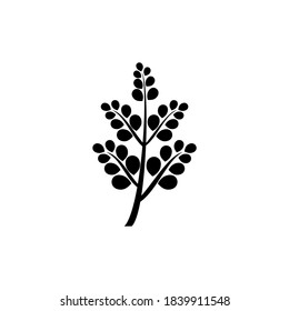 natural Moringa leaves icon vector design template