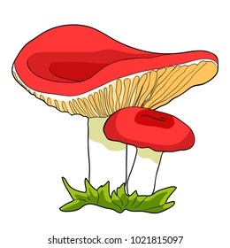 the is natural mushrooms russula  vector illustration