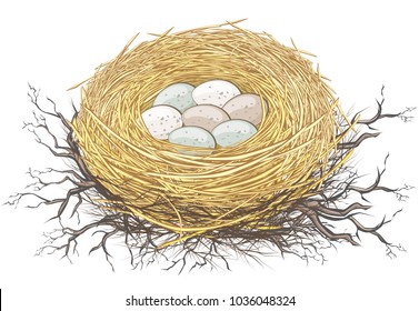 Natural nest of bird with small eggs on twigs and branches 