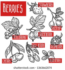 Natural organic fruits berries sketches harvest and cultivation vector strawberry and rosehip gooseberry and red currant goji and blueberry cherry and raspberry stem and leaves monochrome drawings.