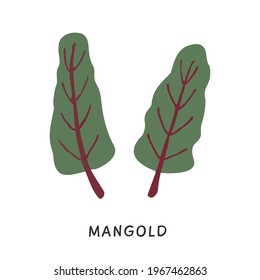 Natural organic mangold plant leaves vector illustration. Simple flat colored chard spice ingredient in doodle style. Healthy vitamin food with leaf and stem isolated on white. Iron source foods. 