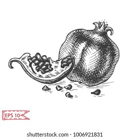 Natural organic pomegranate, vector hand drawing pomegranate