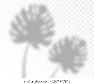 Natural overlay lighting shadows effect of monstera leaves, 3d realistic vector illustration isolated on transparent background. Photorealistic template of tropical leaf.