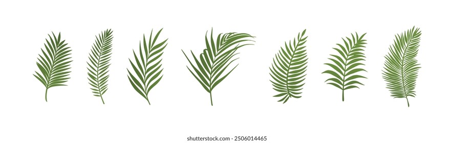 natural palm leaves green vector design illustration