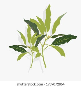 
natural pattern of tree branches