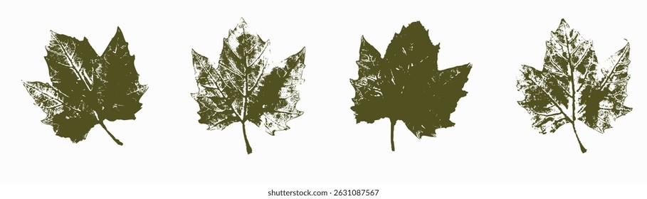 Natural Platanus leaves imprint, Grunge style, Vector, Isolated, Decorative elements for design	