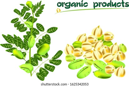 natural products, chickpeas, chickpea sprig with leaves and pods, chickpea slide