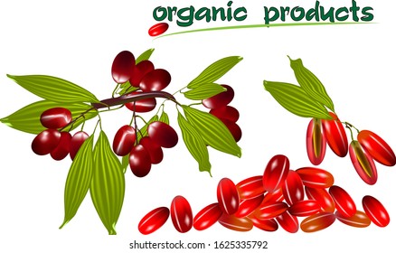 natural products dogwood, a sprig of dogwood and berries slide, whole and cut