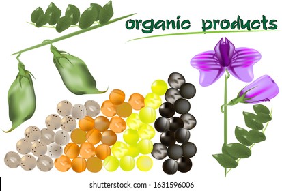 natural products, a sprig with lentil pod, lentil flower, and four types of lentils yellow, orange, black and beige