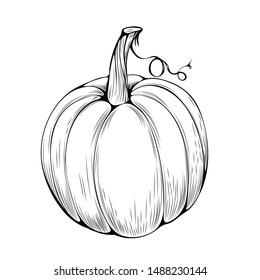 Natural pumpkin hand drawn vector illustration. Autumn holiday, thanksgiving, halloween outline symbol. Big gourd, organic vegetable engraved monochrome drawing. Traditional farm plant, healthy food