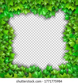 Natural Realistic 3d Green Grape Leaf, Ivy Wall Isolated On Transparent Background. Eco Modern Style, Can Be Used On Flyers, Banners Web. Nature Wallpaper Fresh Green Leaf Plant. Vector Illustration. 