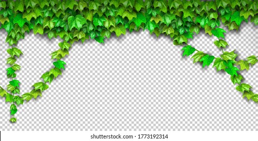 ツタ イラスト のベクター画像素材 画像 ベクターアート Shutterstock