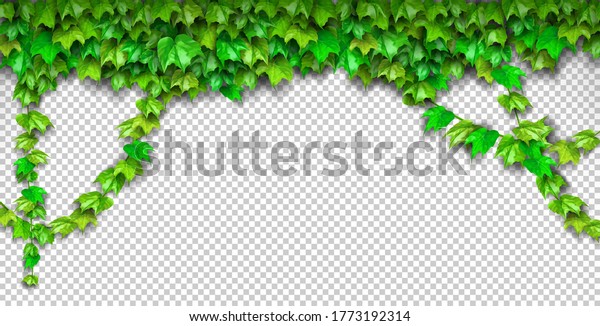 透明な背景に自然なリアルな3d緑のブドウの葉 ツタの壁 エコモダンなスタイルで チラシやバナーのウェブで使用できます 自然の壁紙の新鮮な緑の葉植物 ベクターイラスト のベクター画像素材 ロイヤリティフリー