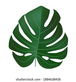 Natural Realistic Green Monstera Leaf Tropical Icon. Vector illustration