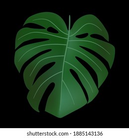 Natural Realistic Green Monstera Leaf Tropical Icon. Vector illustration