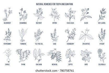 Natural remedies for tooth and gum pain, botanical set. Hand drawn vector illustration