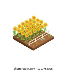Natural resources isometric composition with view of sunflowers growing on plantation vector illustration