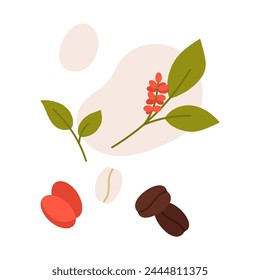 Natural ripe and raw coffee beans. Organic coffee production process cartoon vector illustration