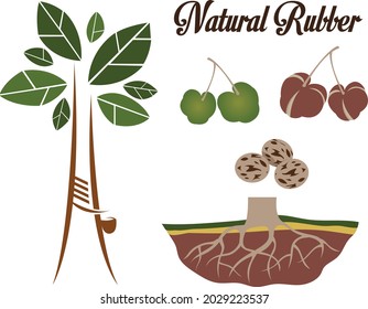 vectores de raíz de árboles de caucho natural y de ilustración de semilla para diseñador