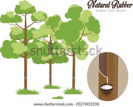 Natural Rubber trees vector  illustration, rubber tree jungle in flat style, isolated vector object