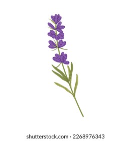 Flora perfumada natural lavanda decoración floral aislada hierba de cocina floreciente. Flor perfumada decorativa vectorial, elemento decorativo de invitaciones a la boda