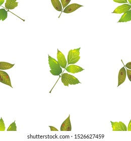 Natural seamless pattern with autumn fallen leaves of forest trees on white background.