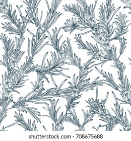 Natural seamless pattern with outline rosemary plants and flowers. Wild herb hand drawn in vintage style. Vector monochrome background.