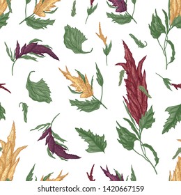 Natural seamless pattern with quinoa or amaranth flowering plant on white background. Backdrop with cultivated grain crop. Botanical vector illustration in antique style for textile print, wallpaper.