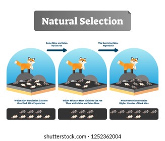 Natural selection vector illustration. Explained scheme with life evolution. Selective organic environment process with all species and humans. Educational Darwin theory example and mutation advantage